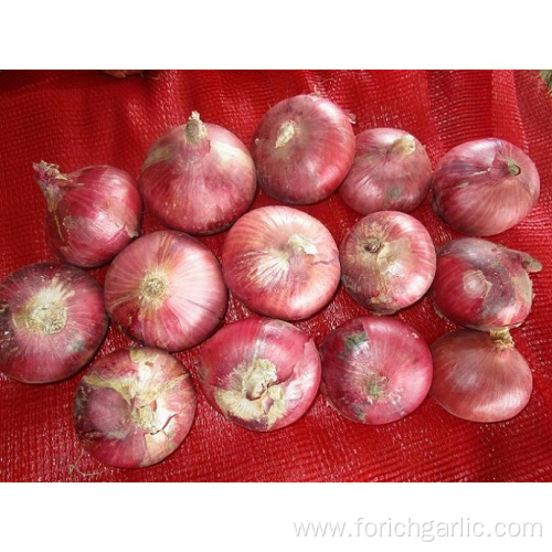 Sizes 5.0-7.0cm Fresh Red Onion